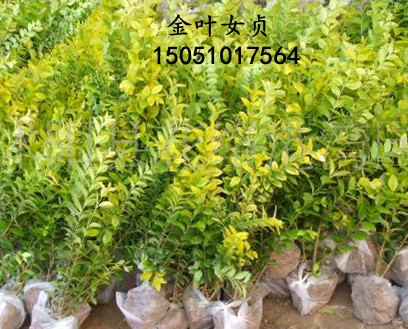 ��ҶŮ��&nbsp;����������&nbsp;СҶŮ��&nbsp;������������