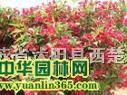 ���ء������ӽ���������ľ��ӭ���������ҶŮ��