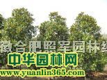 ����,��Ҷ��,��ҶŮ��,����,���Ƿ�,��ޱ,������