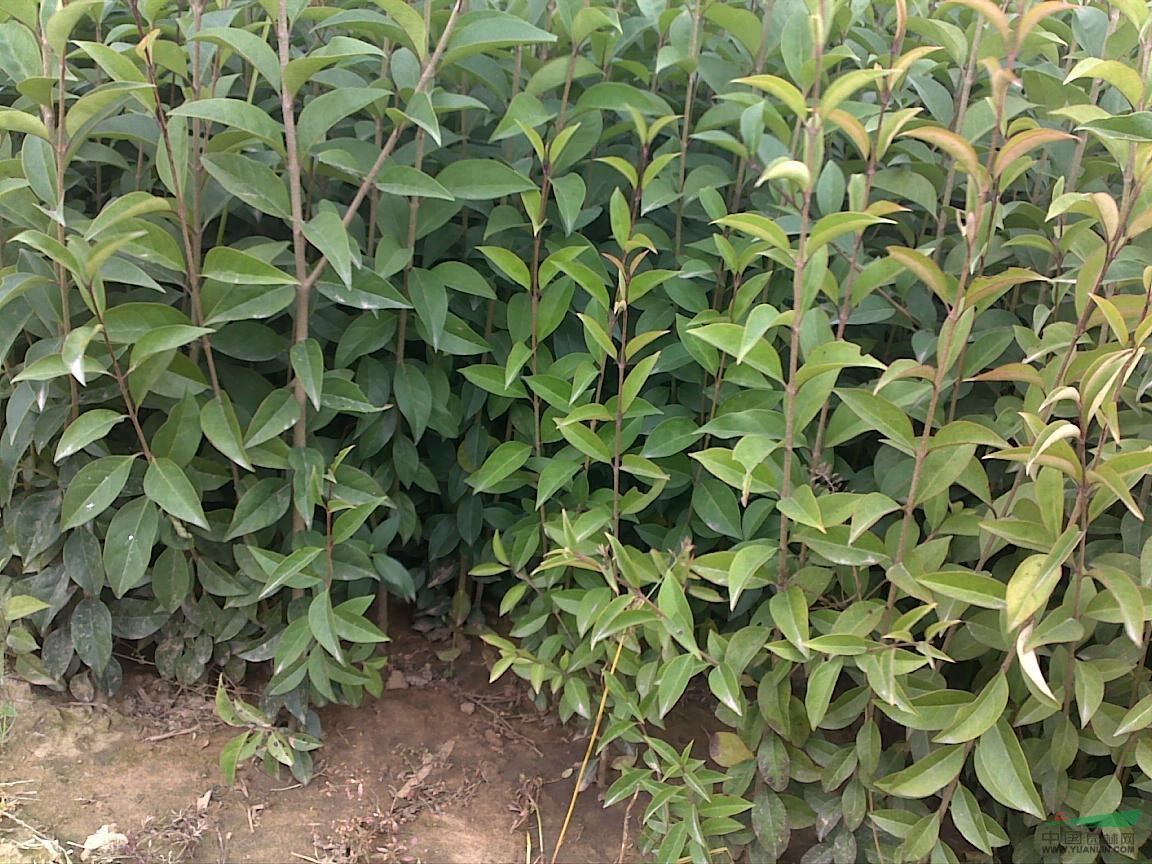 ��2��5��֧������ҶŮ��