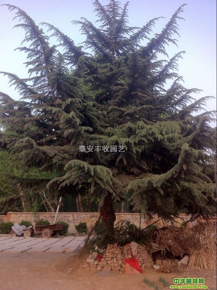 ռ��ѩ��7-10�ס�ӣ������ɽ������������ƻ������ɽ髵���ľ