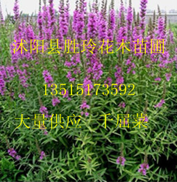 ǧ����