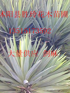 ���ֹ����