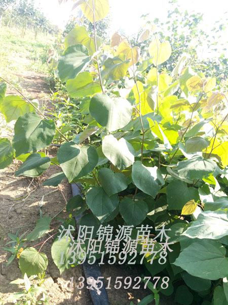 ���Ͼ��硢���Ͼ�С��