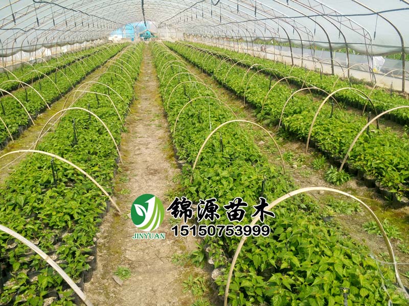 �ӽ������硢������ƶ����ֳ���п�1��