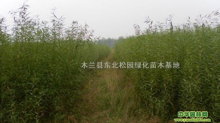 �ᴿ����109������