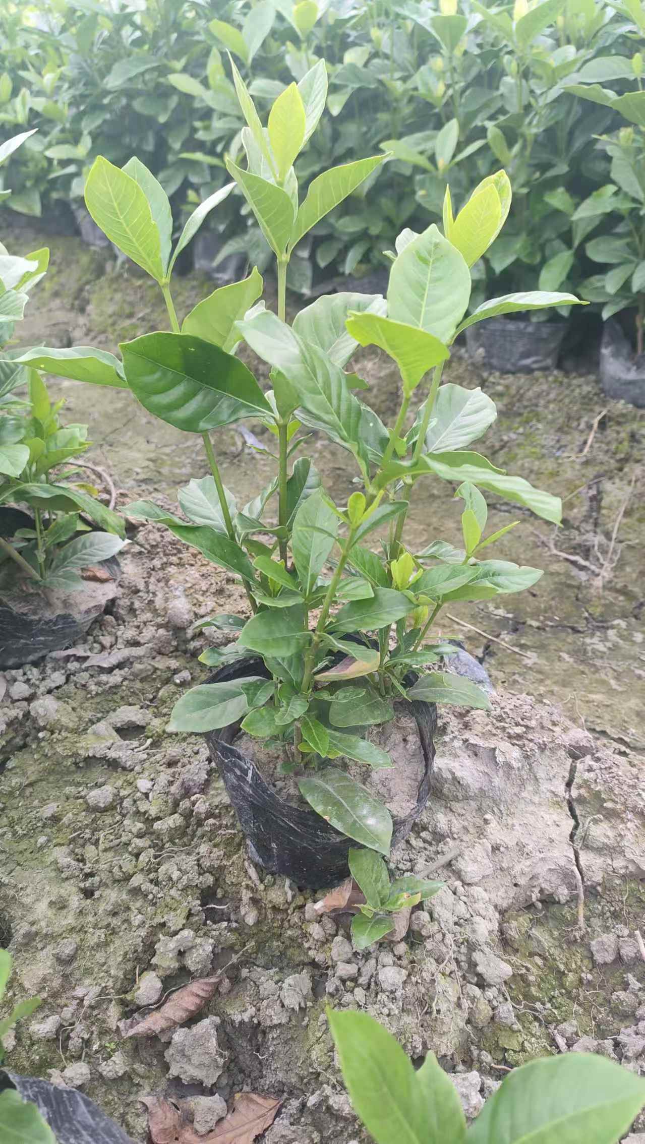 ��Ʒ��Ҷ���ӻ����硢�ļ����̿���Ũ��ͥԺ�쾰ֲ���Դ��