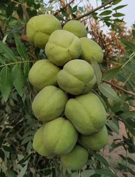 �Ĺڹ���ľ180����