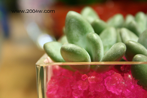 crystal&nbsp;soil&nbsp;and&nbsp;water&nbsp;gel&nbsp;polymer&nbsp;for&nbsp;home&nbsp;planting
