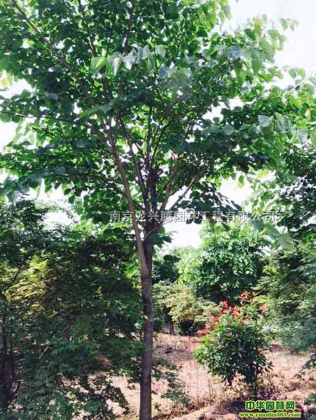 ���ꡢ��������ҶŮ�ꡢ��Ц��