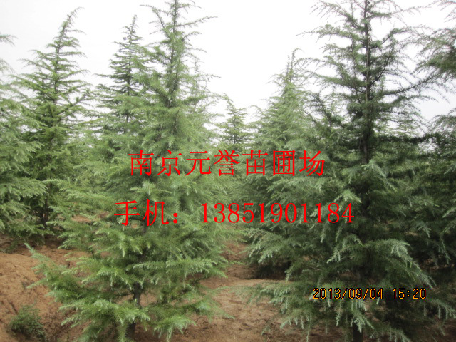 ѩ�ɡ�ѩ�ɻ��ء��Ѳ�ѩ�ɡ���ѩ����