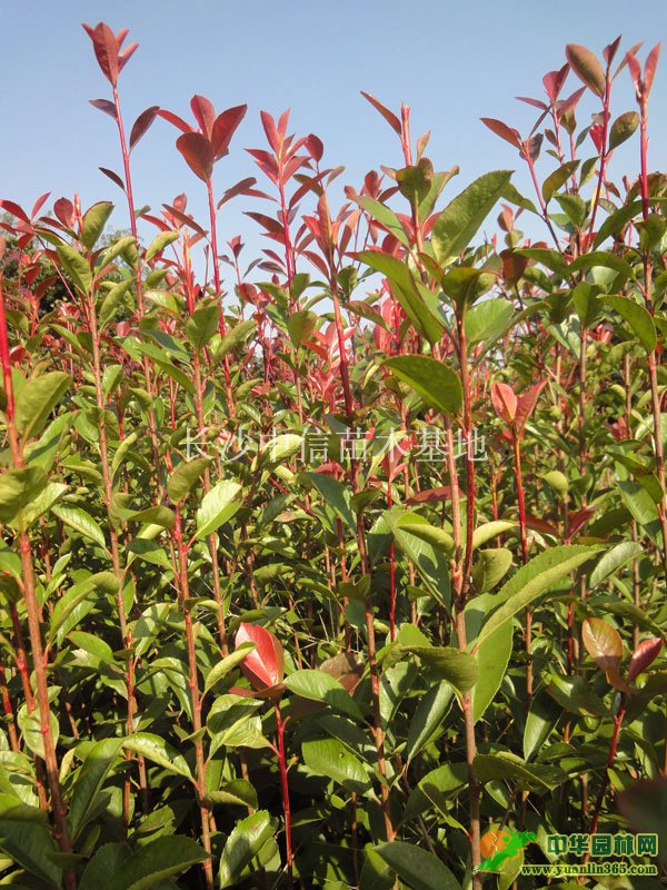 ��Ҷʯ�80-150cm