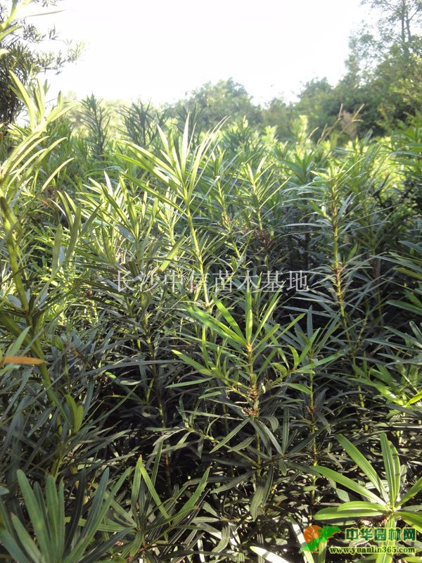 �޺���С��30-100cm