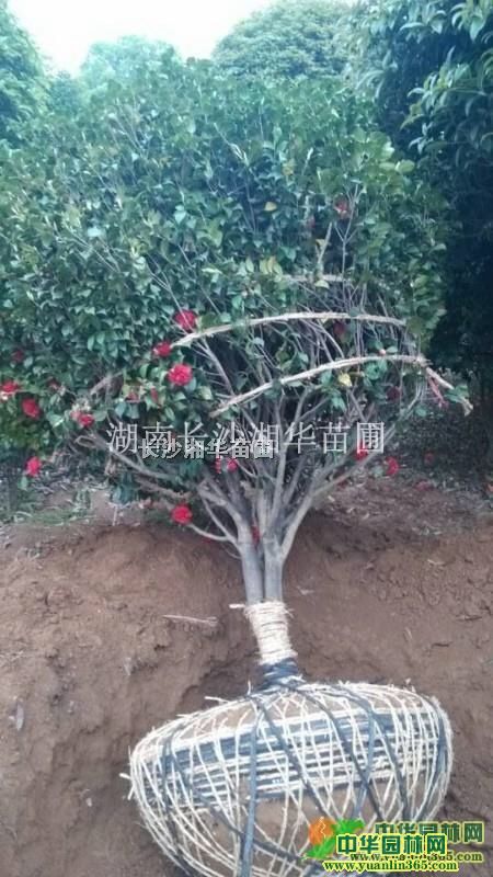 ���ϲ軨�����ϲ軨����