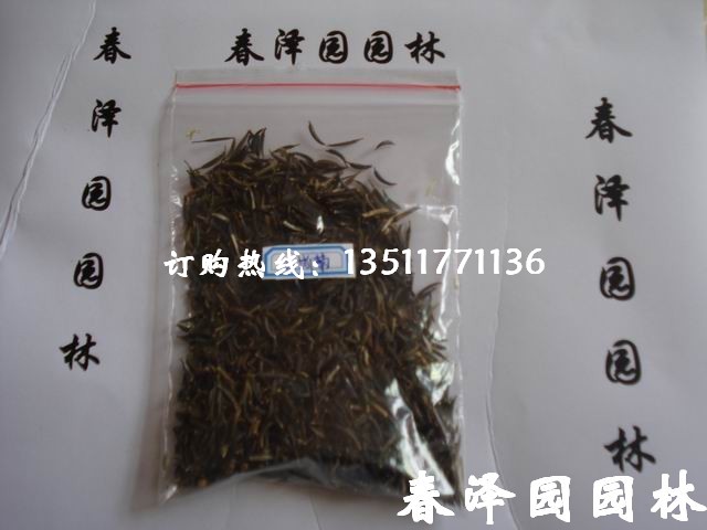 沭阳春泽园绿化苗木场