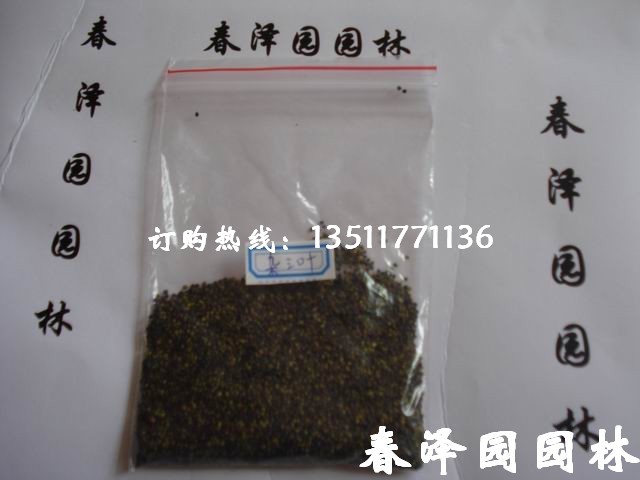 沭阳春泽园绿化苗木场