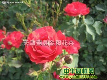 �¼�����β��