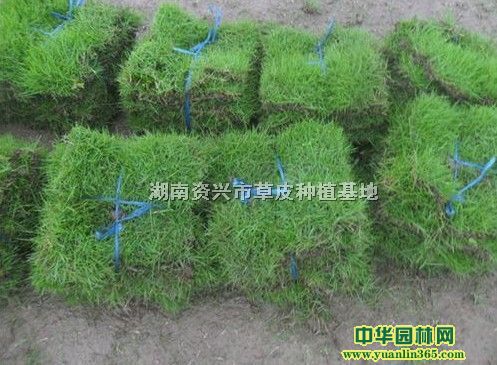 湖南资兴市草皮种植基地