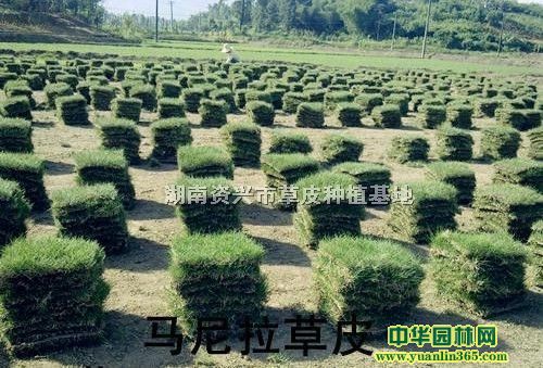 湖南资兴市草皮种植基地