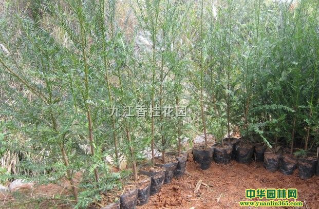 �Ϸ��춹ɼ50-150cm