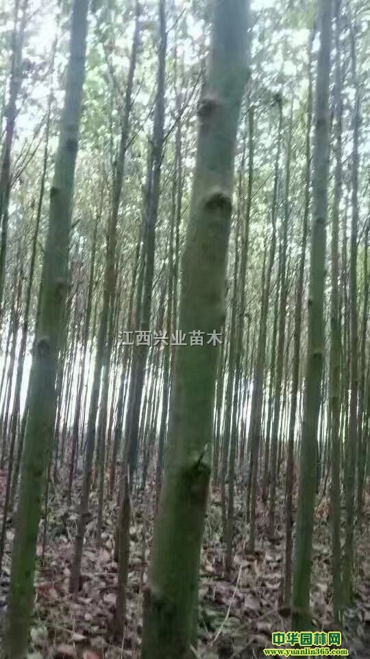 СҶ������3-6����