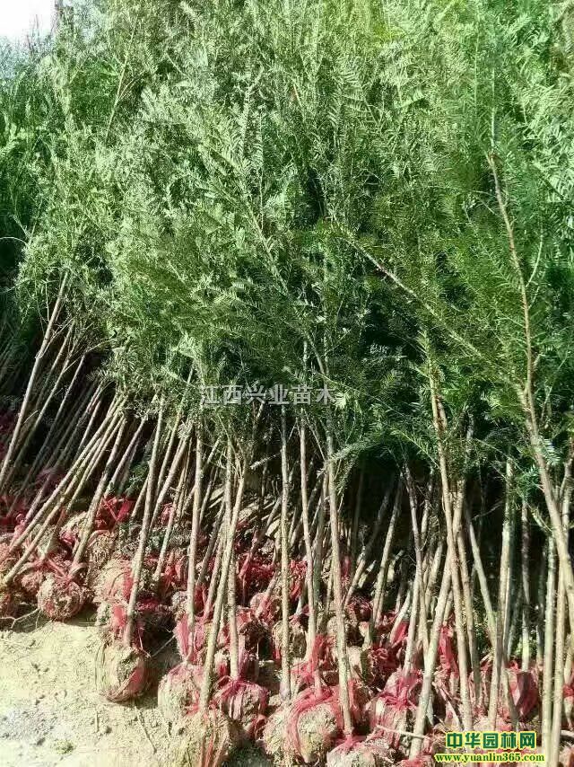 3�����Ϸ��춹ɼ��۸�