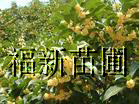 һ�������硢�𻨴��硢�𻨵���