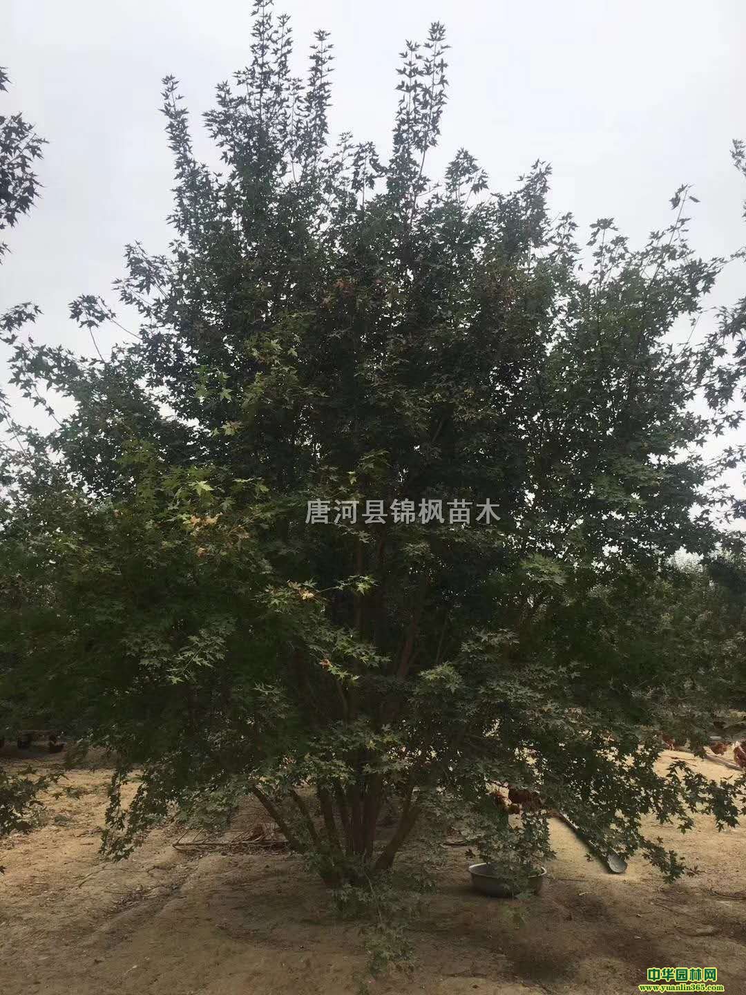������Ƿ㹤������