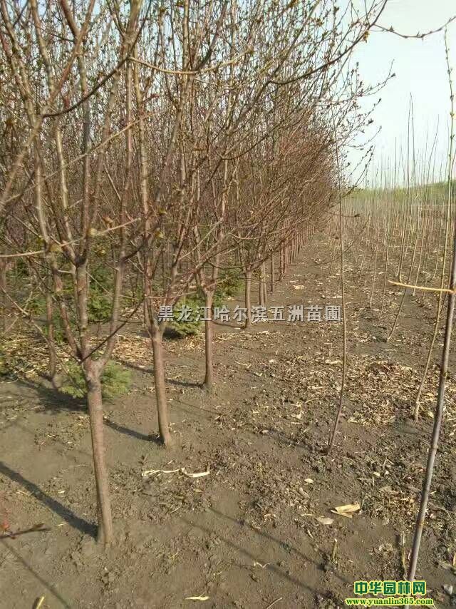 �������庣��5-8����
