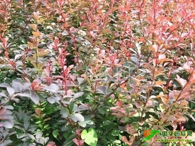 ��ҶС�ޣ��Ứ�¼������ӻ����Ҷ����
