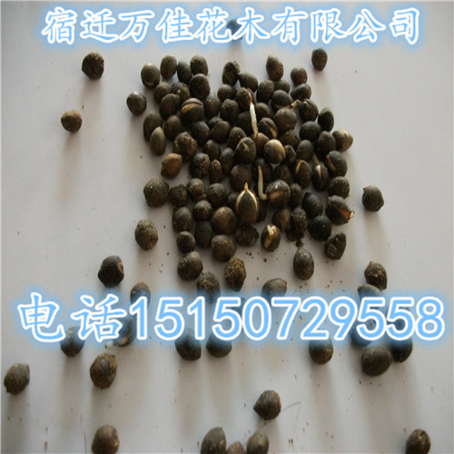 �춹ɼ���ӡ��Ϸ��춹ɼ���ӡ������Ǻ춹ɼ����