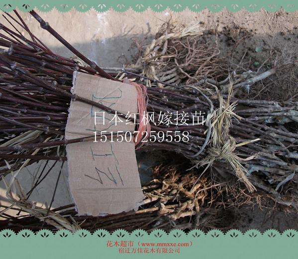 ���С�硢�ձ����С�硢�����硢�¼���