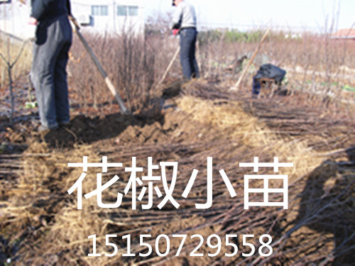 �������硢�������ӡ�����С��