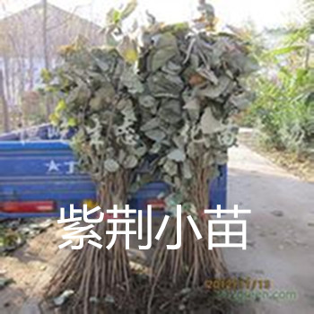 �Ͼ�С��110cm����