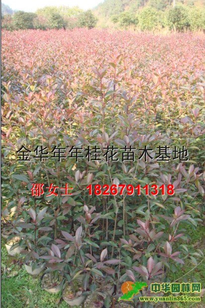 ��Ҷʯ�С��