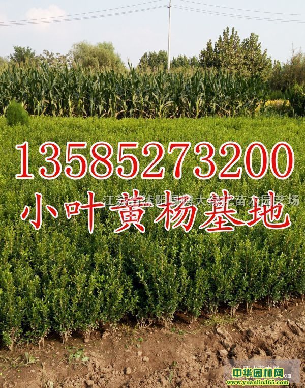 СҶ����߶�20-30-40���֡�СҶ������۸��Ż�