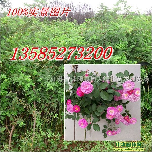 Ǿޱ��߶�50-70-80-100���֡�Ǿޱ�����������۸�