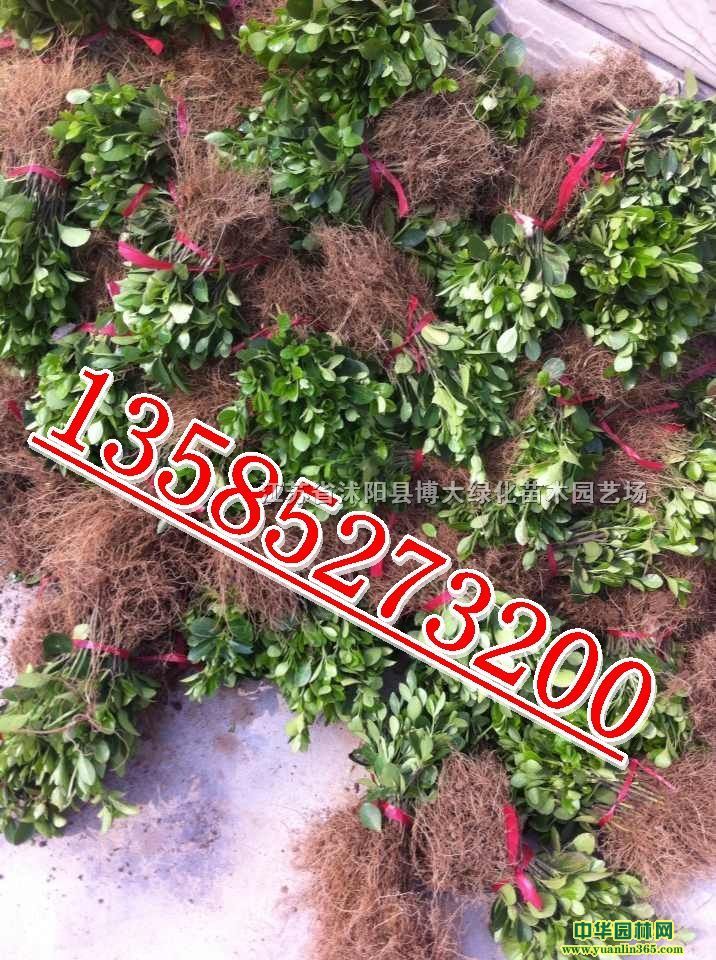 ��Ҷ����С��߶�10-15���֡�СҶ�������������۸�