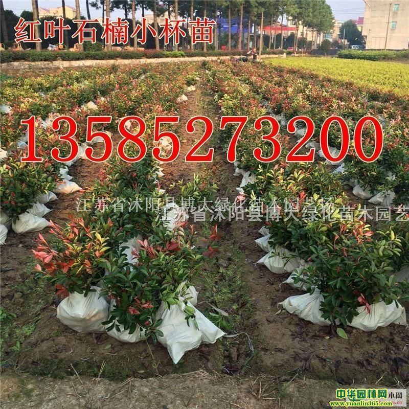 ��Ҷʯ骣�С���硢-���磩��Ҷʯ�Ӫ������۸��Ż�
