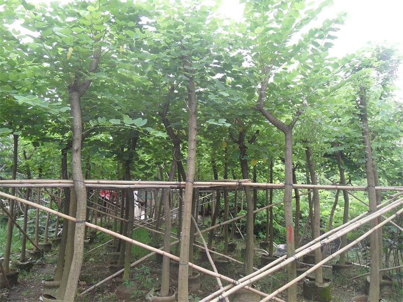 5-12�ֺ컨�Ͼ�
