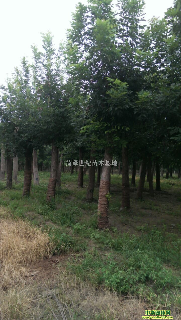 14cm��17cm���԰��������ͼ�ֲ����