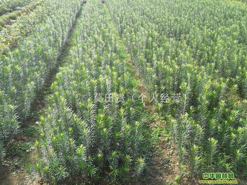 �޺���С��20-100CM��