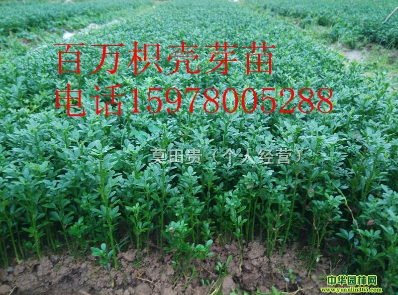 �׿�ѿ��10�๫�ָߡ����Ǽ޽���0.5���ִ�