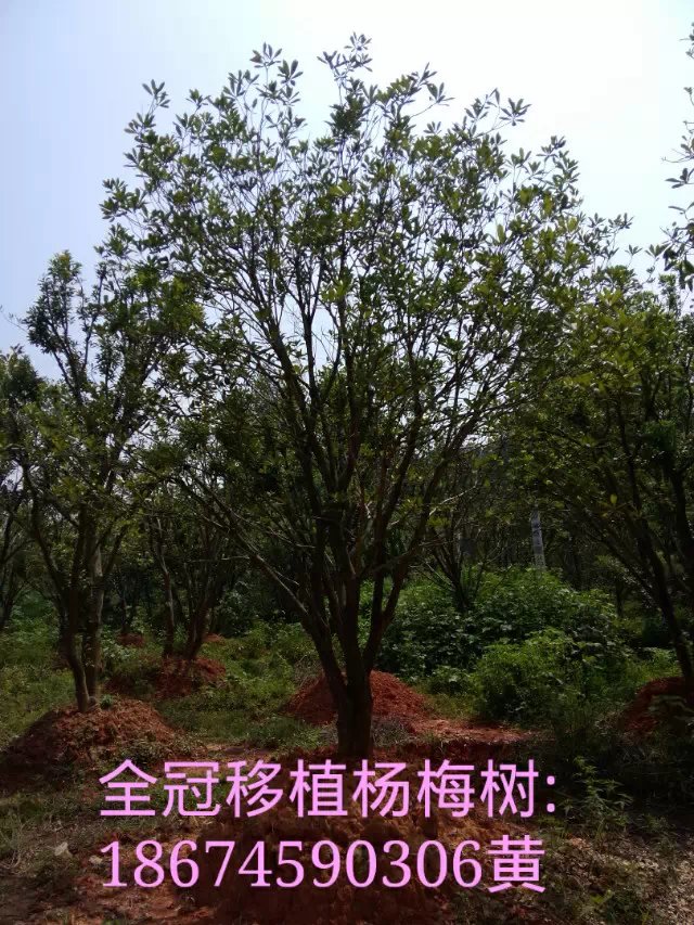 ȫ����÷��