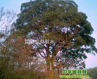 ����ľ20-45cm