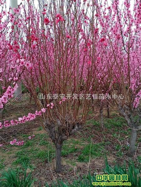 �ջ����ҡ�8���־ջ�����˵����8����������Ҽ۸�