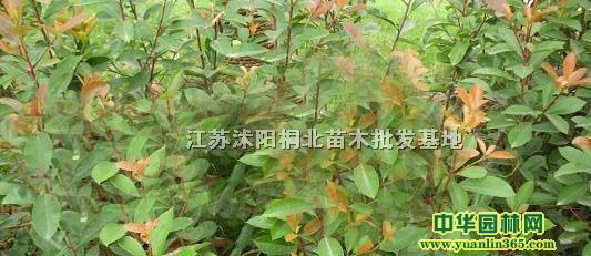 ��ɭŮ�ꡢ��ҶŮ�ꡢ�ձ�Ů�ꡢ��ͷŮ�ꡢСҶŮ�깤���硢����