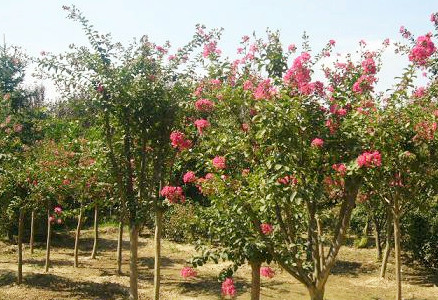 ���ֹ��������ޱ�����պ졢�����缰С��