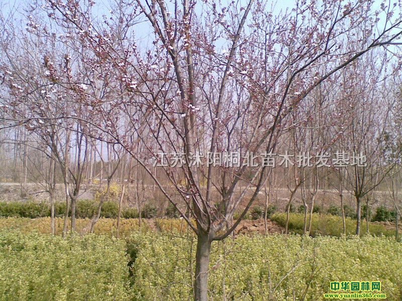 ��Ҷ���Ҷ��С�硢����Ҷ÷����ޱ���Ͼ�����ľ