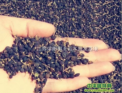 ��ҶŮ�ꡢ�߸�Ů�ꡢСҶŮ�����Ӽ���